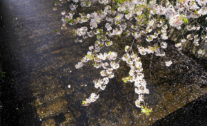 Reiko Hiramatsu, Petali di ciliegio sul fiume Meguro, quartiere Meguro, Tokyo, aprile 2020